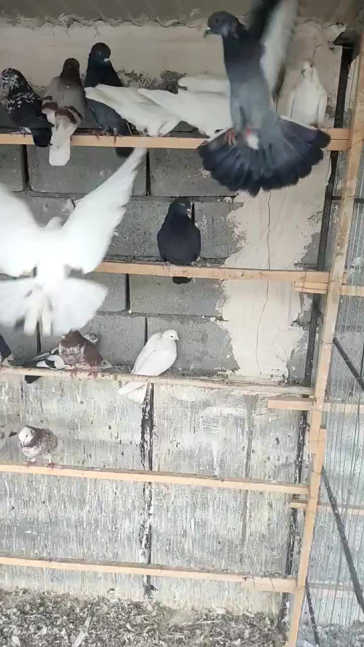 کفتر|پرنده|ماکو, |دیوار