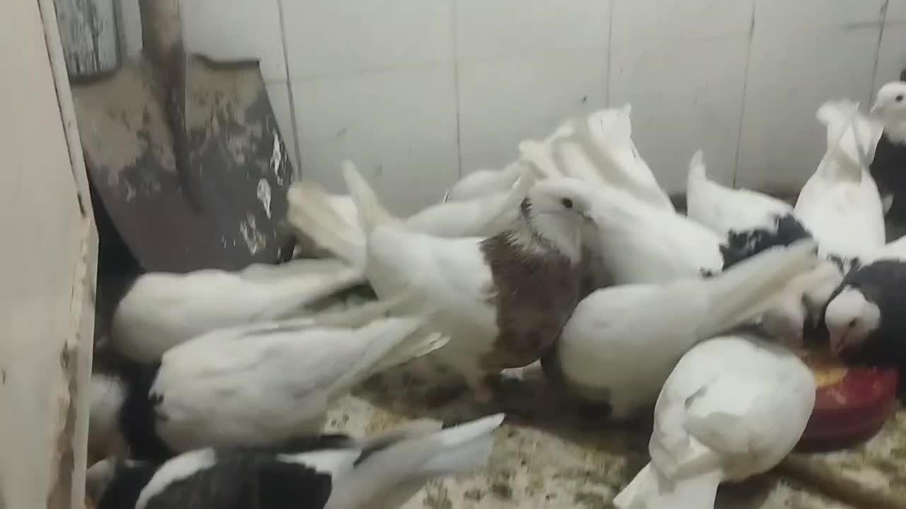 طوقی کاکلی نرو ماده|پرنده|پاکدشت, پاکدشت (مامازند)|دیوار