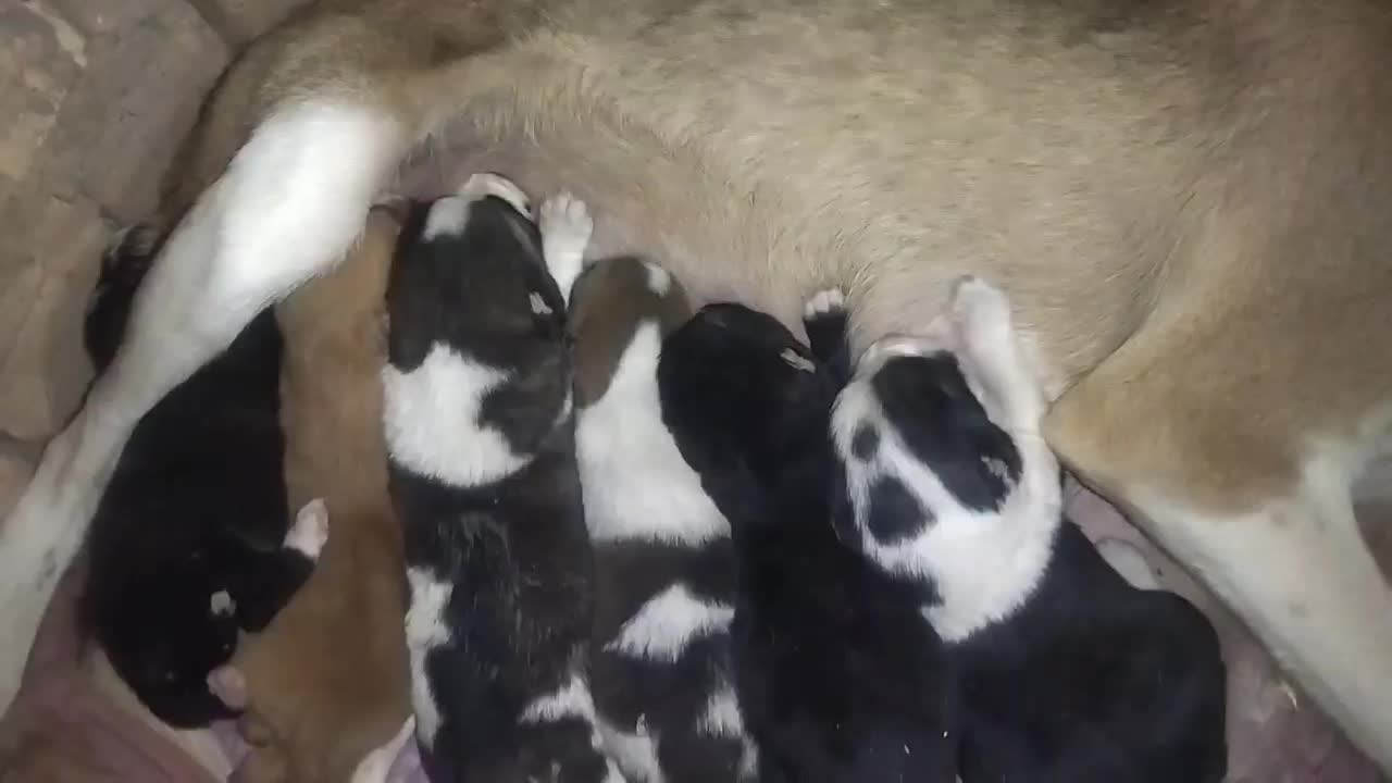 6 عدد توله|سگ|تربت جام, کاریز نو سفلی|دیوار