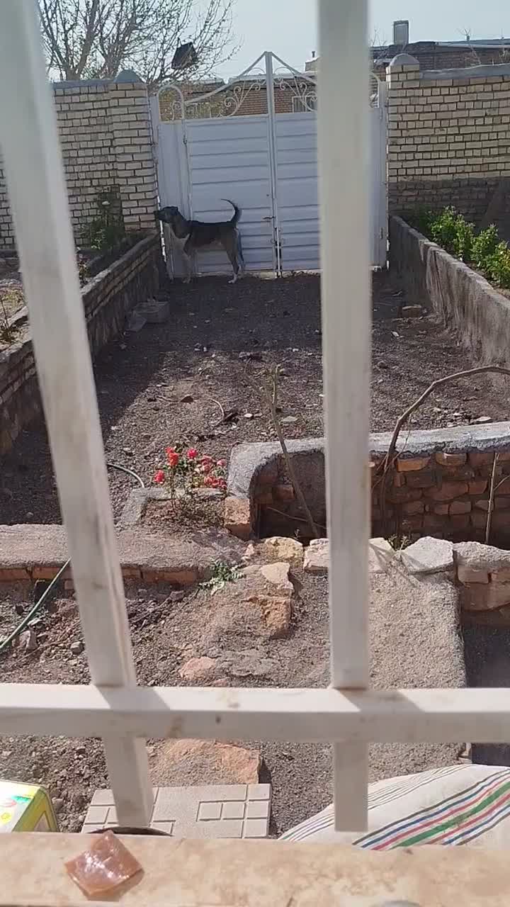 سگ..|سگ|فریمان, |دیوار