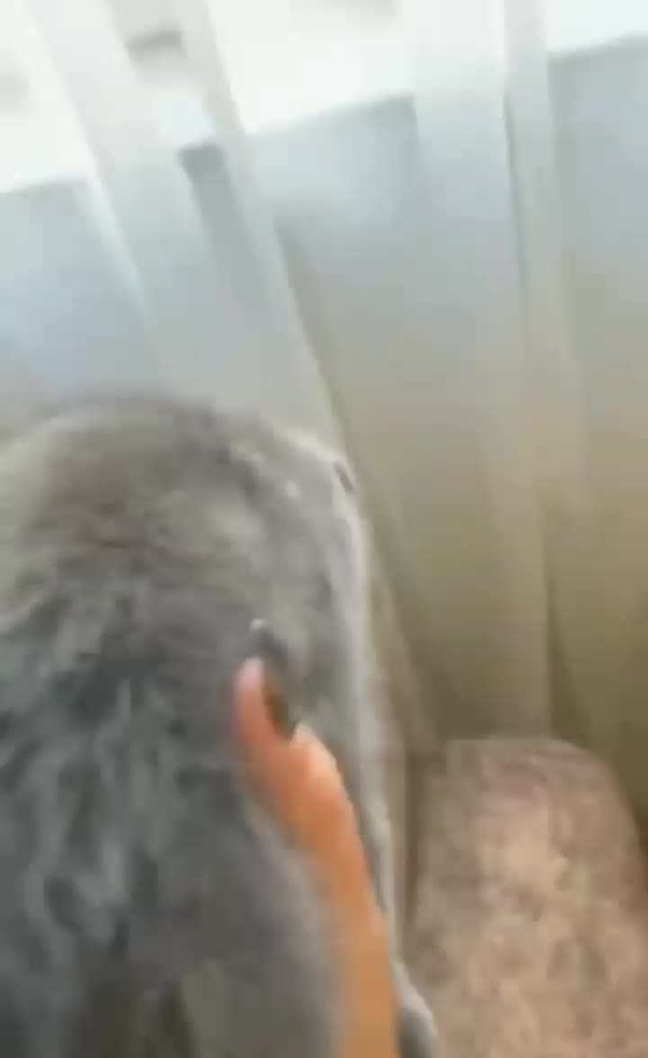 اسکاتیش دل فولد بلو|گربه|قائمشهر, |دیوار