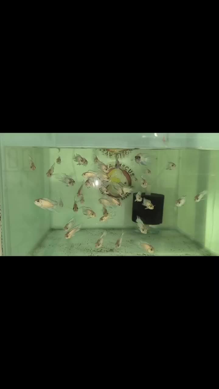 فروش ماهی بلو آکارا و پرت پلار|ماهی|مشهد, انقلاب|دیوار