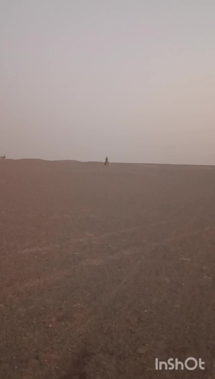 اسب نریون|اسب و تجهیزات اسب‌سواری|نرماشیر, |دیوار