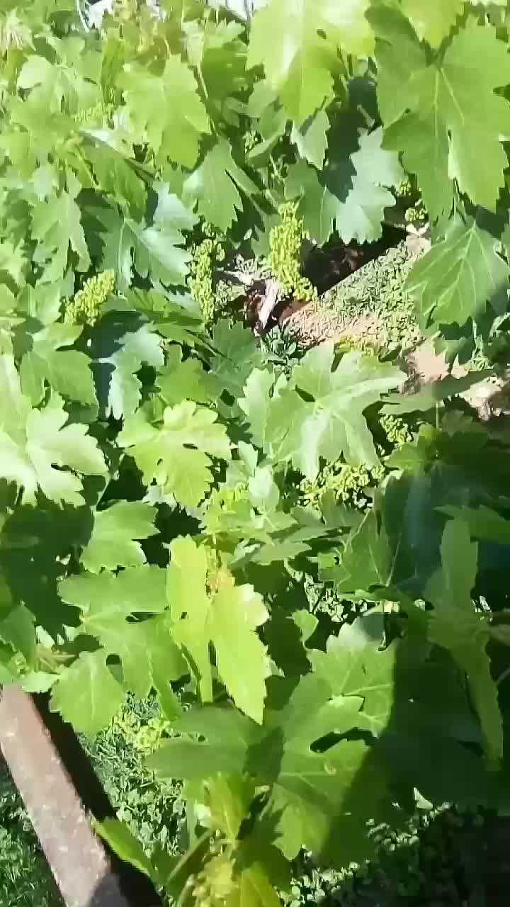 فروش باغ|فروش خانه و ویلا|مشهد, گنبدواز|دیوار