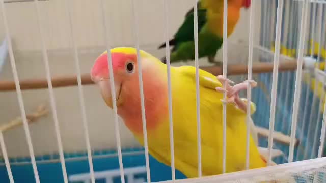 طوطی برزیلی|پرنده|تهران, ایرانشهر|دیوار