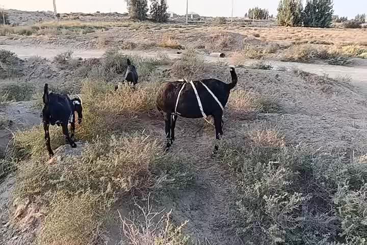 بز گلابی اصل|حیوانات مزرعه|هیرمند, |دیوار