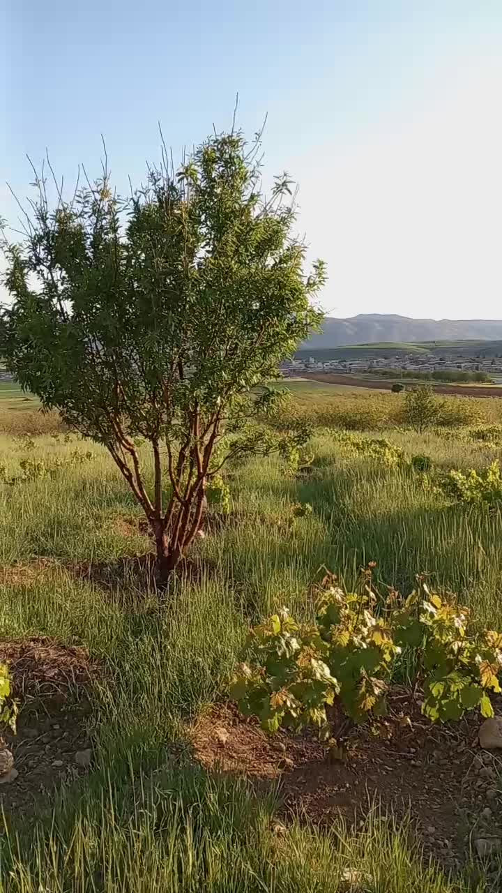 باغ سه هزار متری انگور و پسته|فروش دفتر صنعتی، کشاورزی، تجاری|ایوان, |دیوار