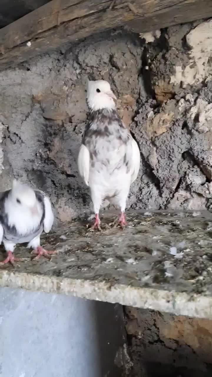 طوقی|پرنده|سرپل ذهاب, |دیوار