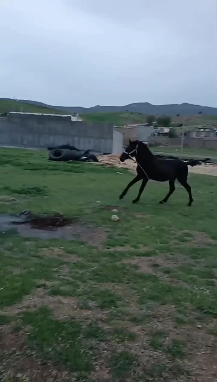 اسب نر|اسب و تجهیزات اسبسواری|حمیل, |دیوار