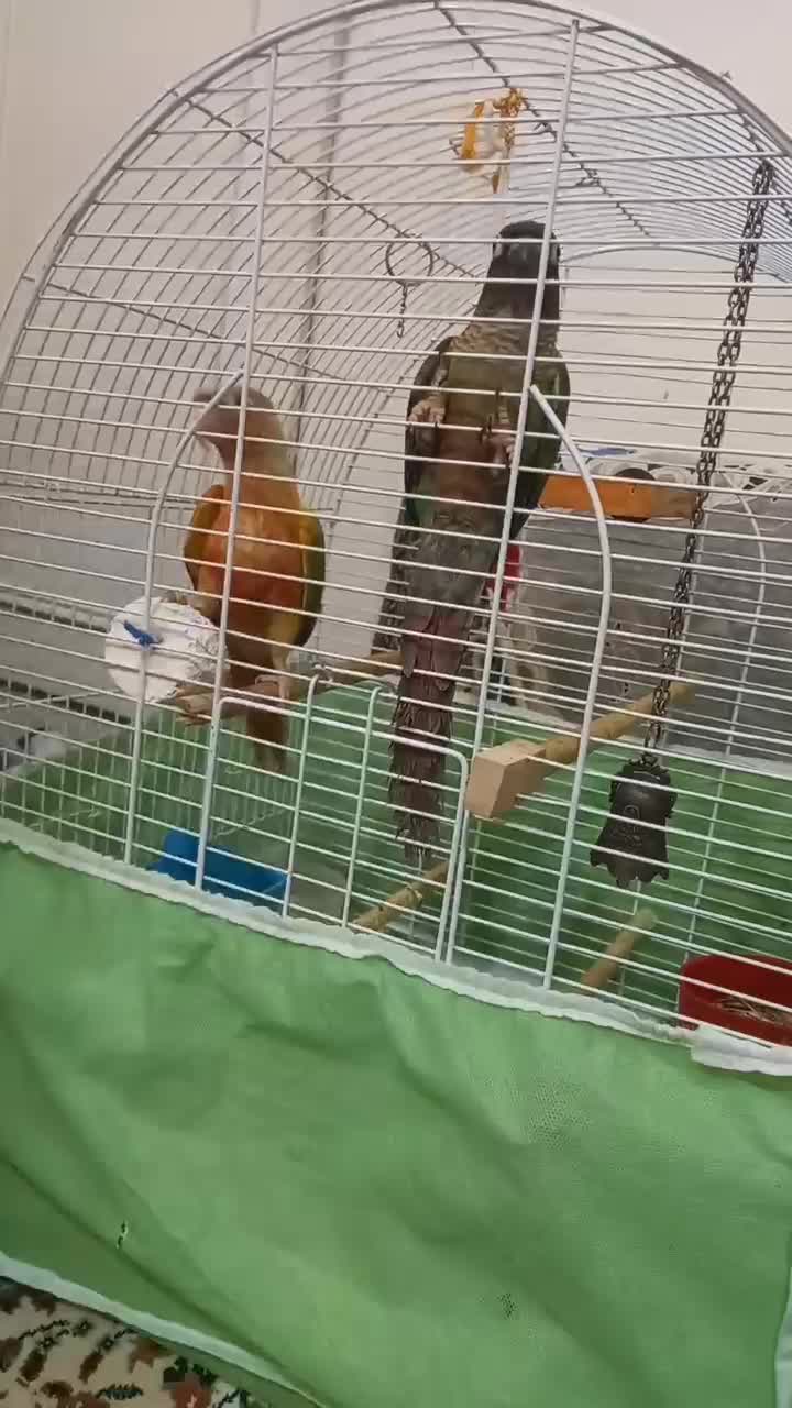 گرینچیک آناناسی دبل رد|پرنده|قم, نخودی|دیوار