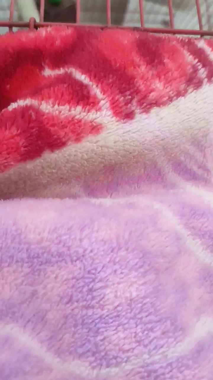 عروس هلندی|پرنده|زنجان, |دیوار