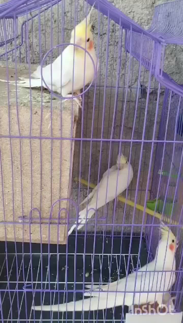 عروس هلندی  با جوجه و قفس و وسایل|پرنده|کازرون, |دیوار