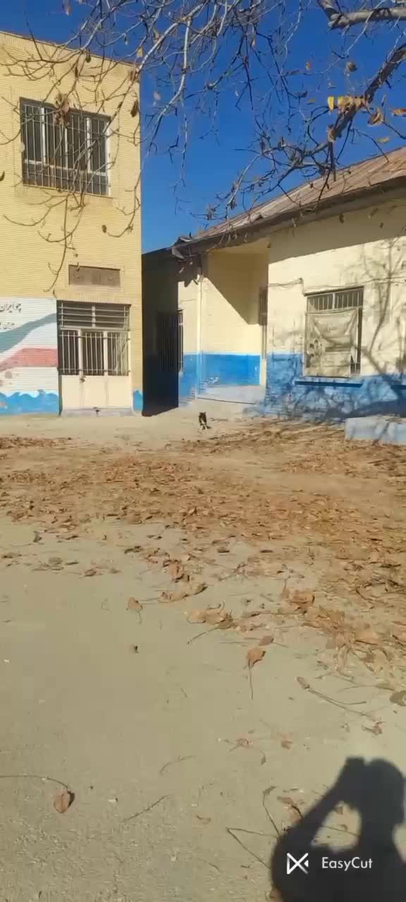 توله سگ پاکوتاه اشپیتز|سگ|بجنورد, |دیوار