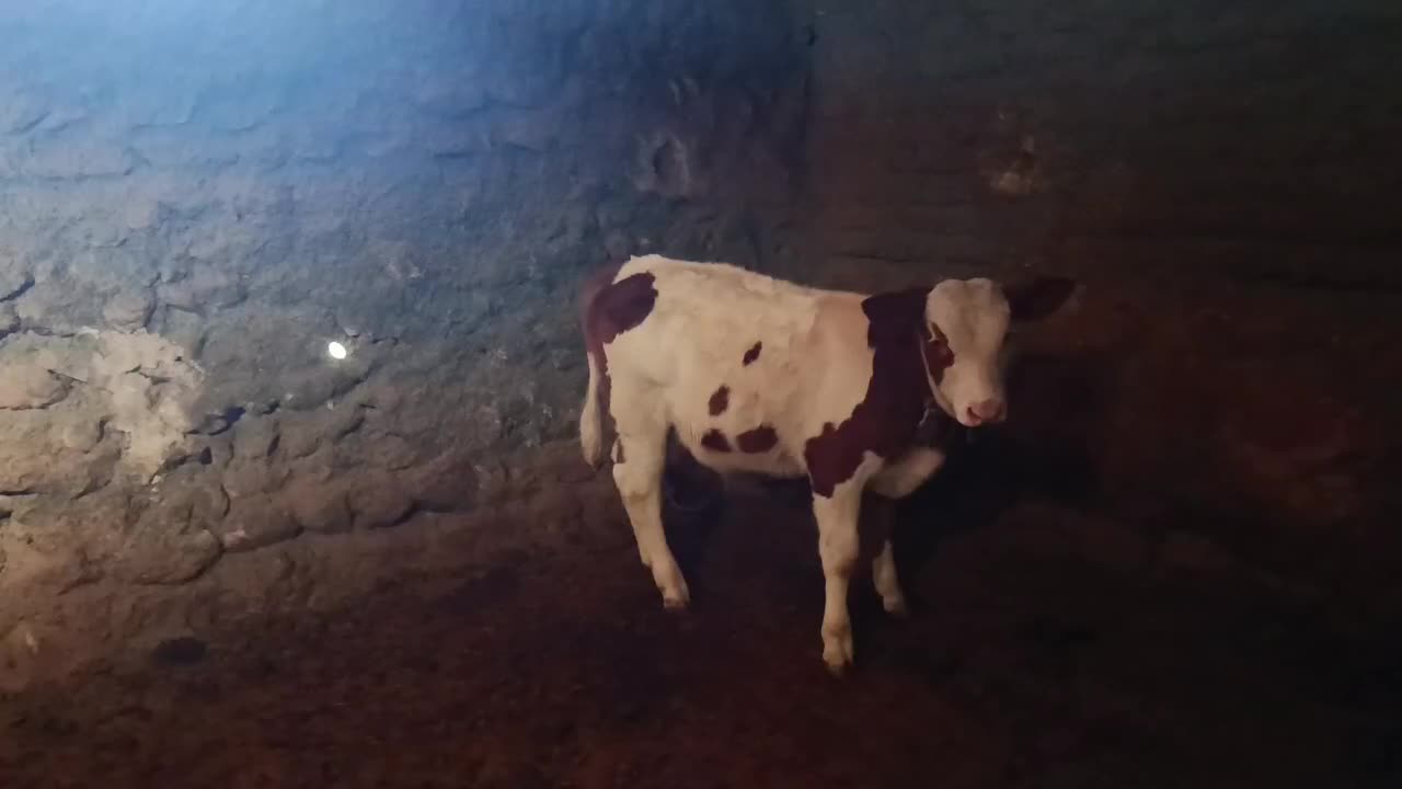 گاو  شیری با گوساله نر سیمیتال|حیوانات مزرعه|بجنورد, |دیوار