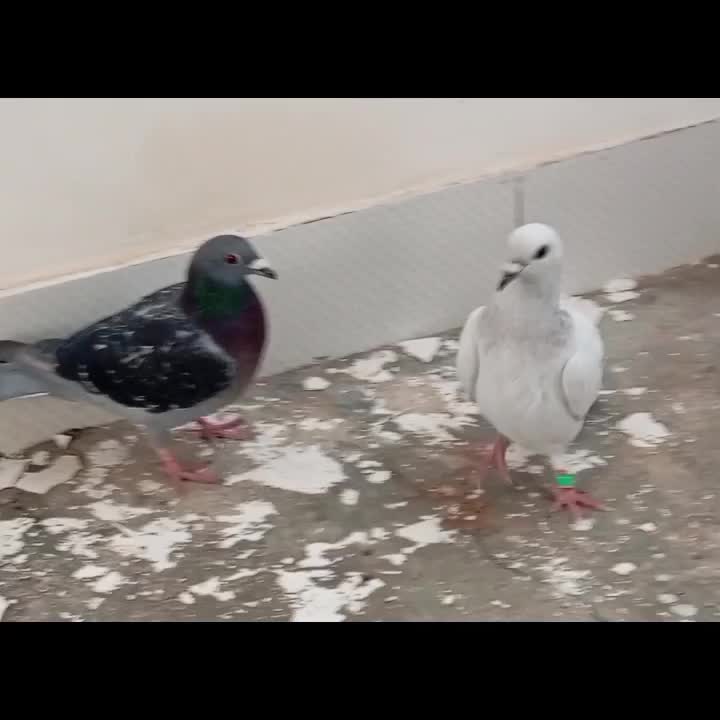 کبوتر پرشی|پرنده|سده (خراسان جنوبی), |دیوار