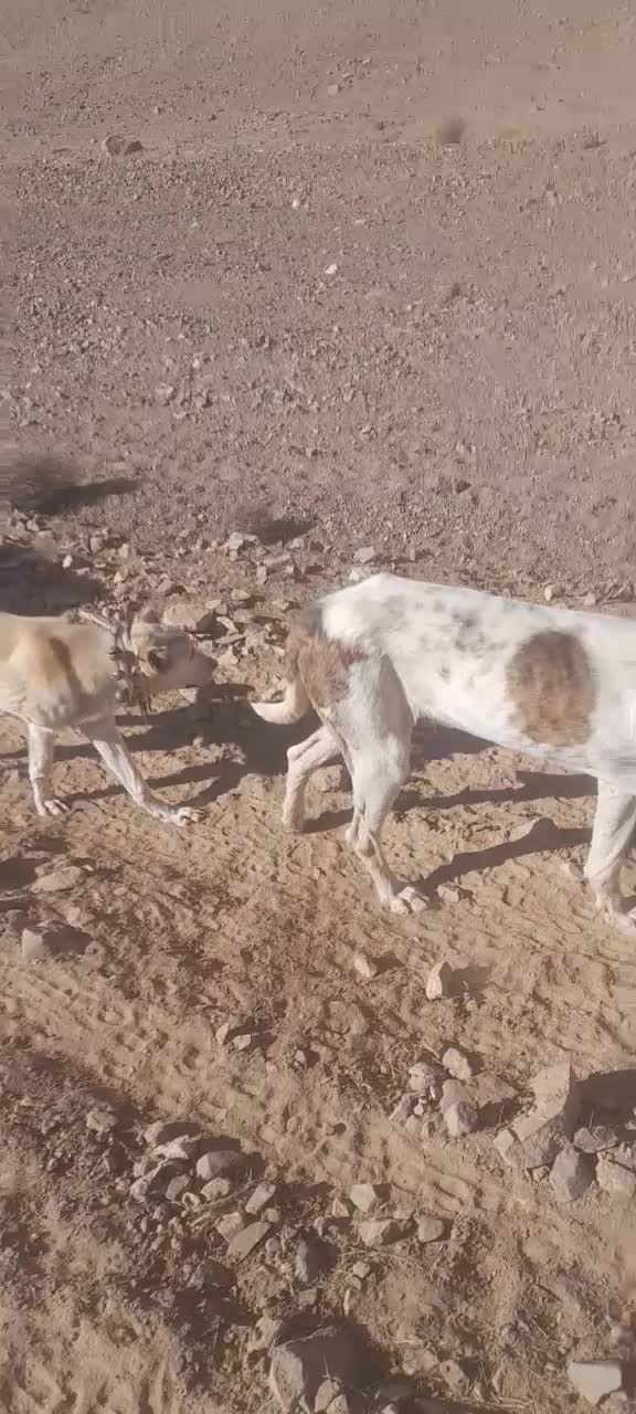 دل گلگی|سگ|نیشابور, دارایی|دیوار