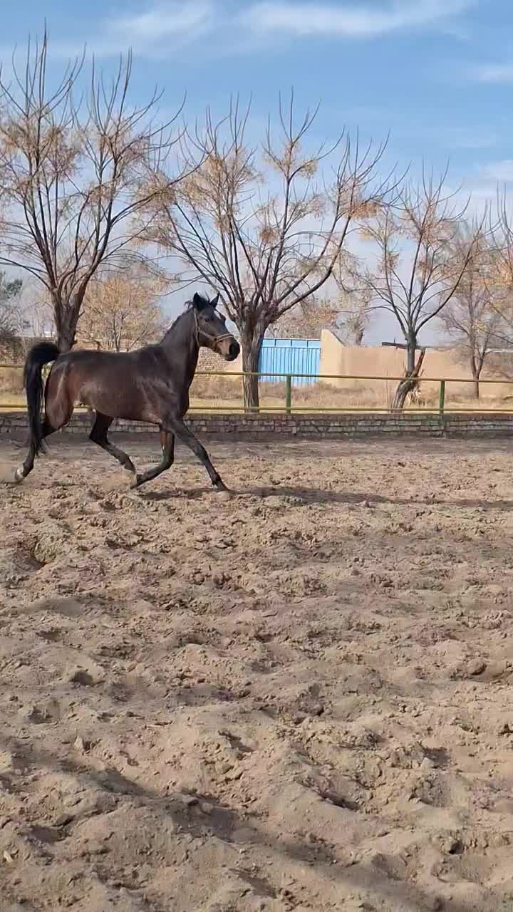 اسب ترکمن|اسب و تجهیزات اسب‌سواری|تهران, شهرک غرب|دیوار