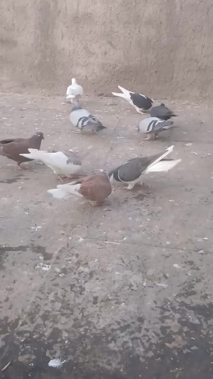 کبوتر|پرنده|نیشابور, مازول|دیوار