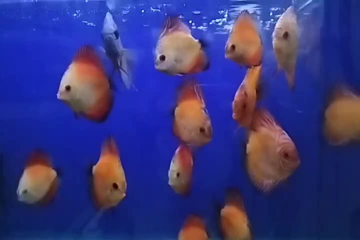 دیسکس|ماهی|اراک, |دیوار