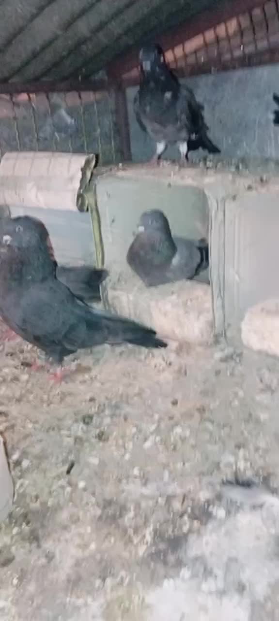 معاوضه|پرنده|جونقان, |دیوار