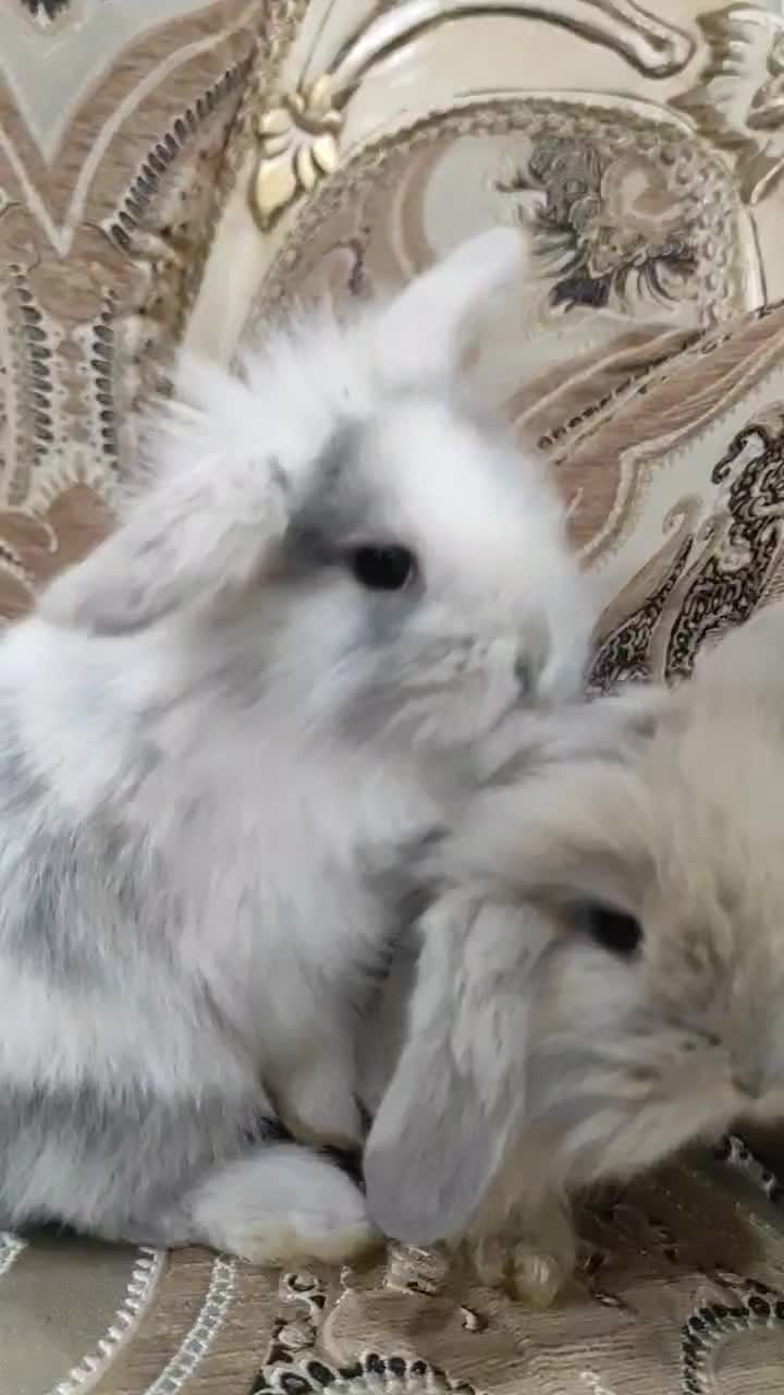 خرگوش لوپ زیبا|موش و خرگوش|هشتگرد, فاز ۳ مهستان|دیوار