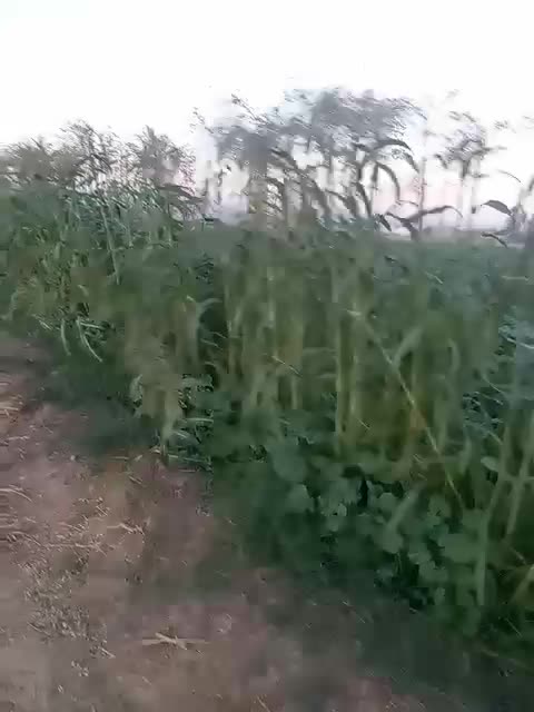 کشاورزی|گل و گیاه طبیعی|اندیمشک, |دیوار