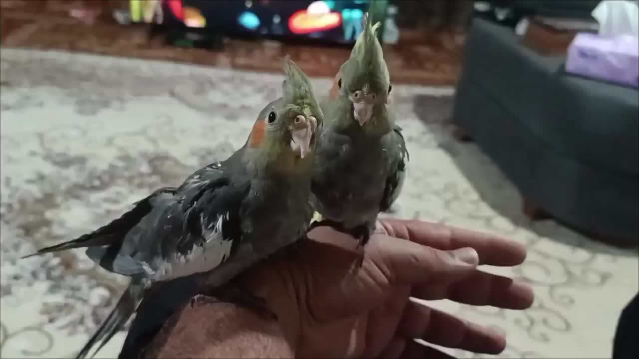 جوجه عروس هلندی رام و چلوندنی|پرنده|تالش, جوکندان|دیوار