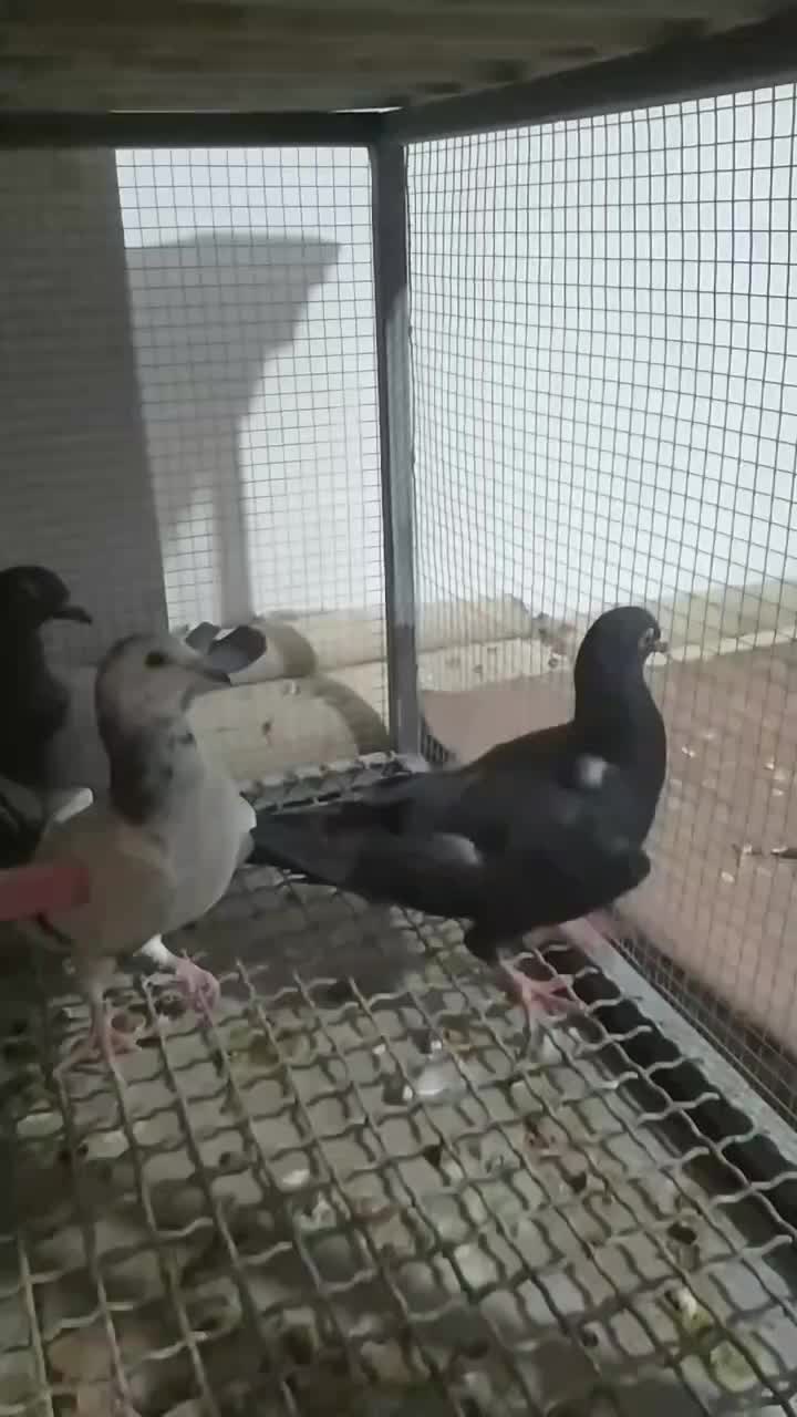 کفتر گرفتنی|پرنده|خوشاب, |دیوار