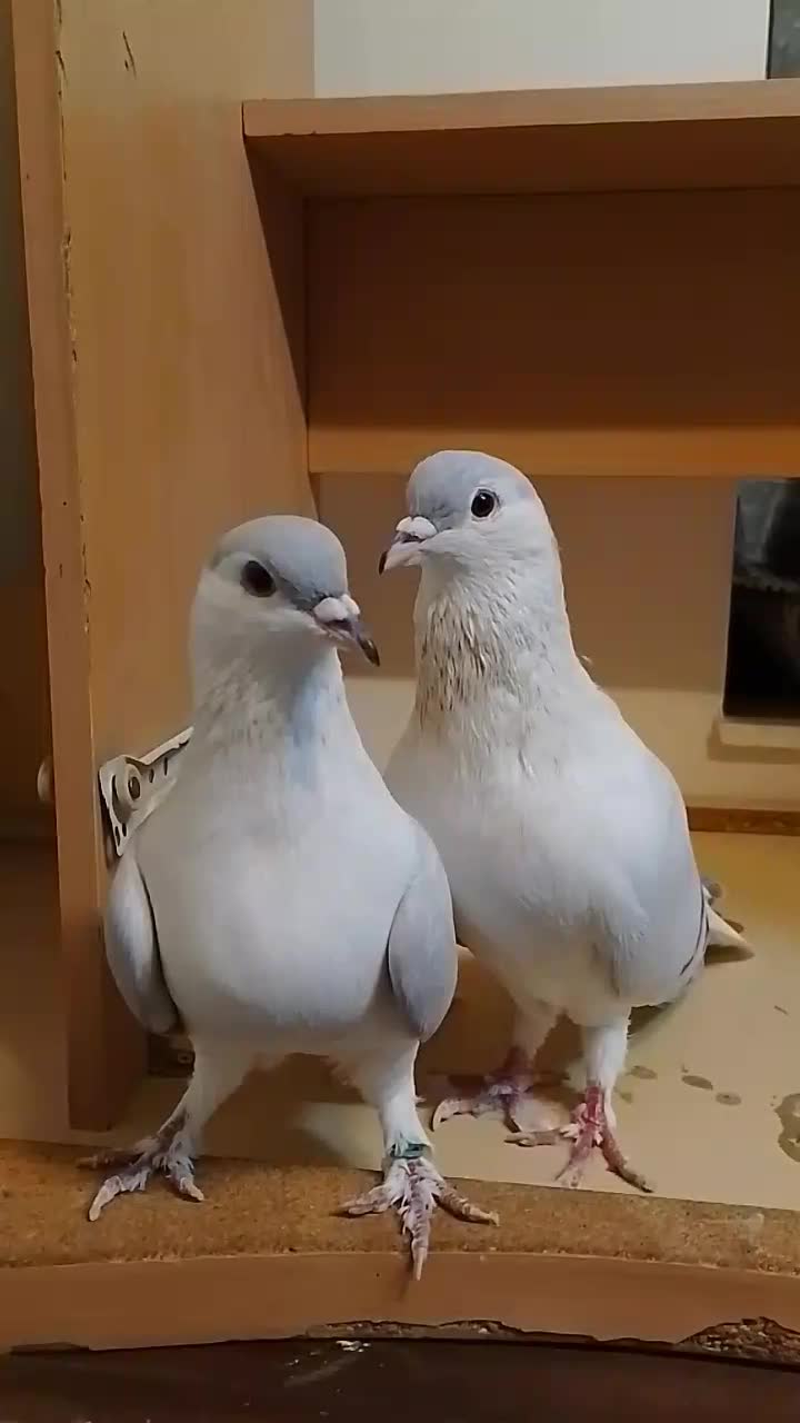 کفتر افغانی|پرنده|تهران, وردآورد|دیوار