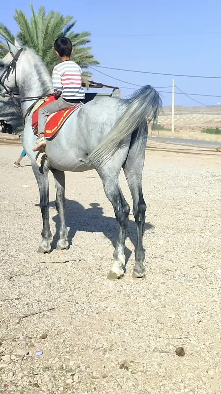 اسب نریان ومادیان با کره|اسب و تجهیزات اسب‌سواری|کازرون, |دیوار