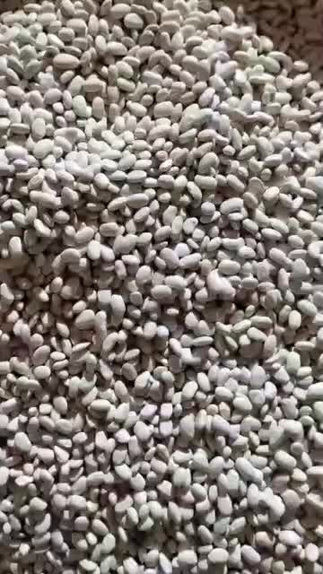 لوبیا سفید لیزر شده تمیز|عمدهفروشی|بیرانوند, |دیوار