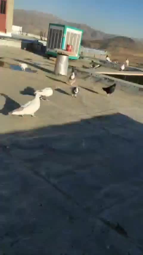 کبوتر|پرنده|سنندج, |دیوار