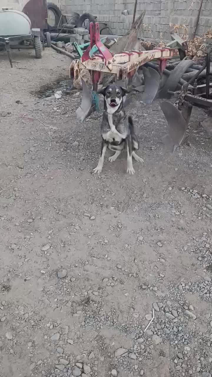 پژدر|سگ|دینور, |دیوار