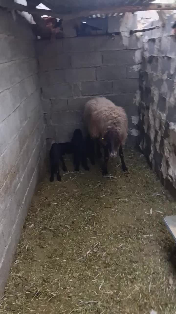 مژده مرکز اصلاح نژاد میش در شهرستان.همو ‌و...|حیوانات مزرعه|بهبهان, |دیوار