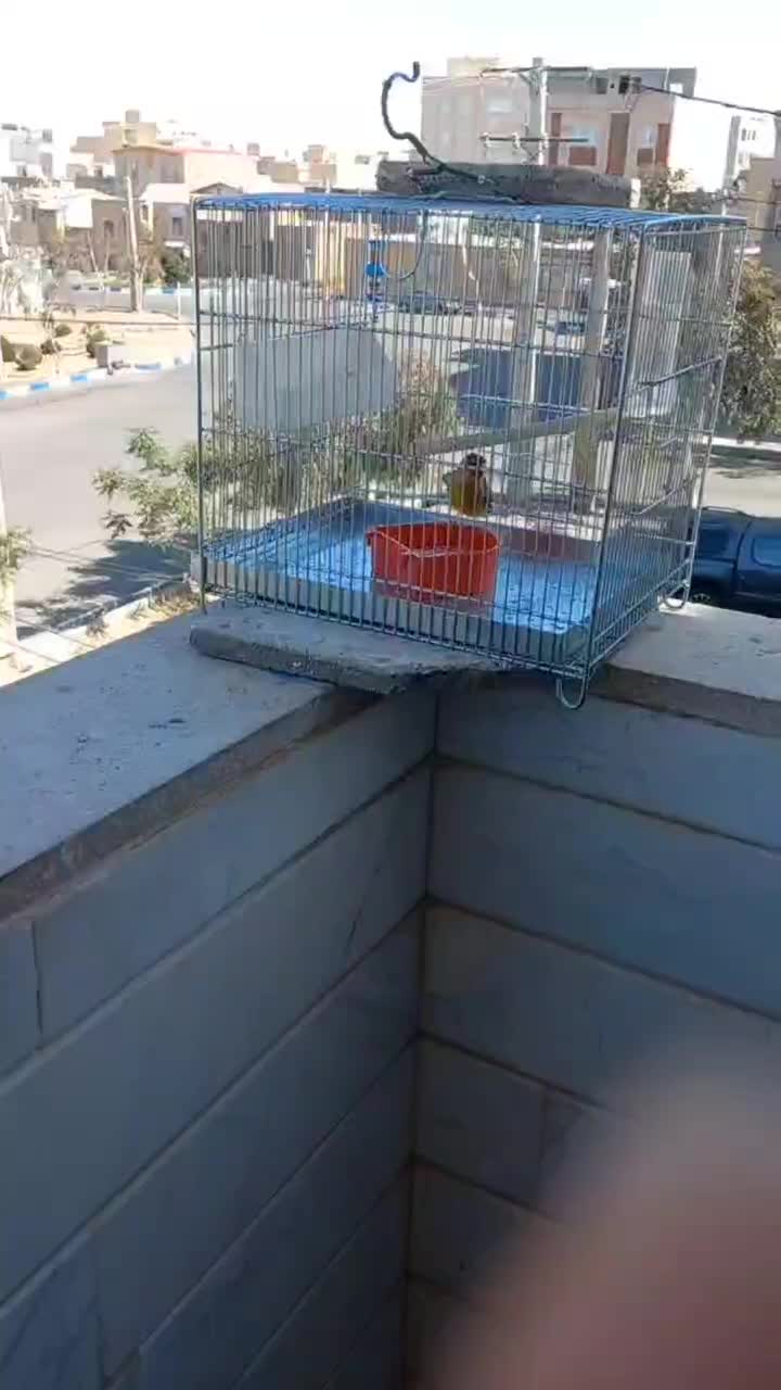 سره قناری|پرنده|ساوه, |دیوار