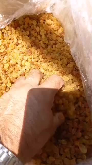 کشمش پلویی ملایر|عمدهفروشی|تهران, امیریه|دیوار