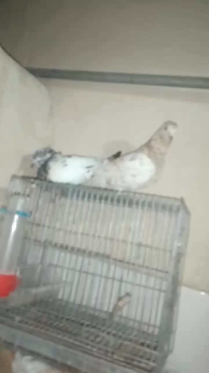 کبوتر|پرنده|سراوان, |دیوار