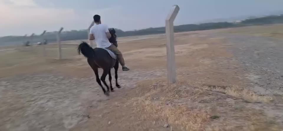 اسب|اسب و تجهیزات اسبسواری|آبش احمد, |دیوار