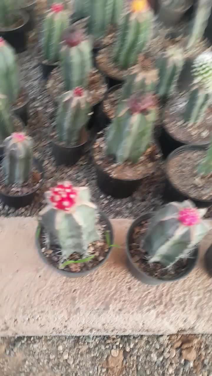 گلو و گیاه|گل و گیاه طبیعی|قزوین, |دیوار