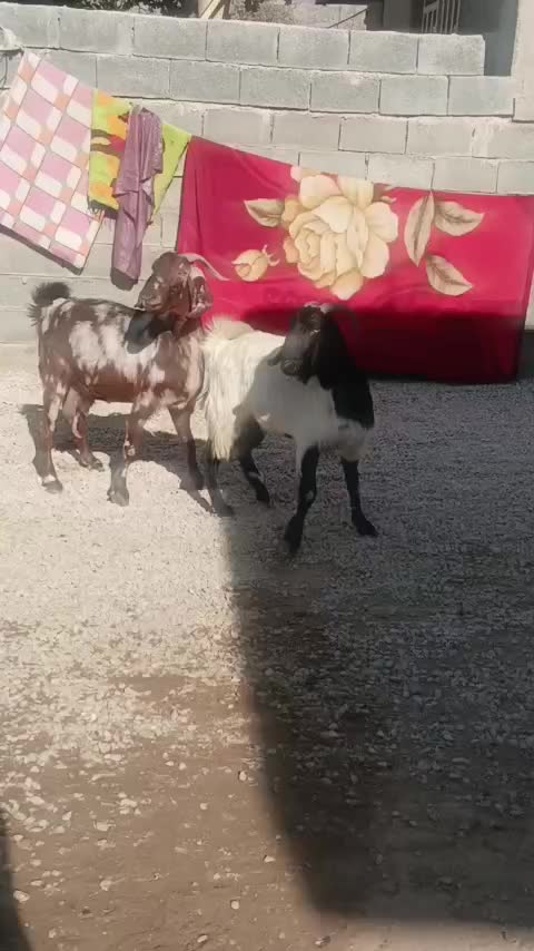 اسب معاوضه با بز|حیوانات مزرعه|کوهمره, |دیوار