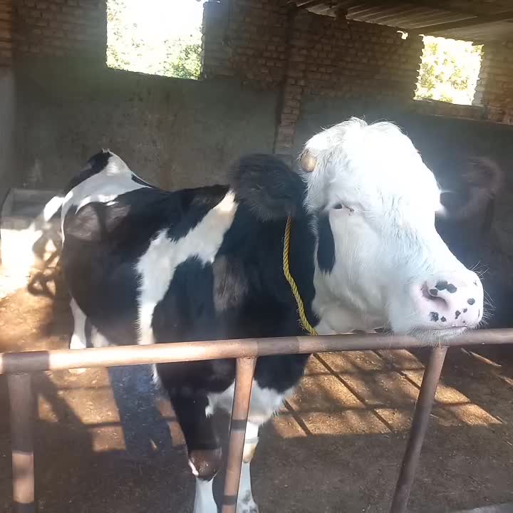 تلیسه دو عدد آبست با یه گوساله|حیوانات مزرعه|بندر گز, |دیوار