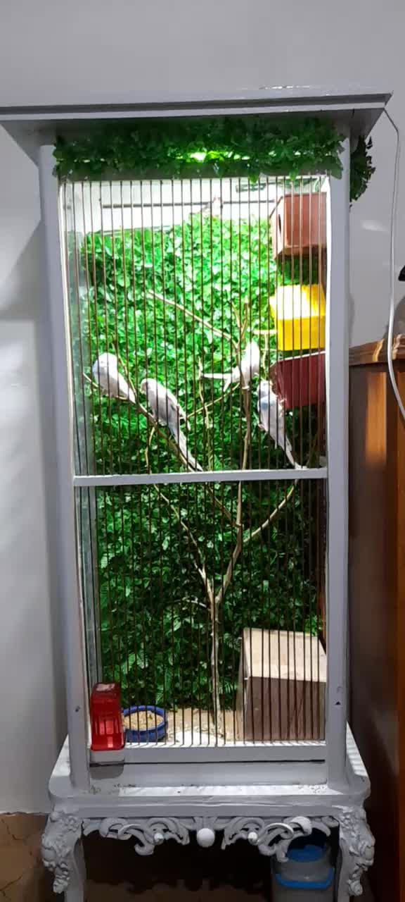 قفس پرنده ۵۵۰۰|پرنده|الوند, |دیوار