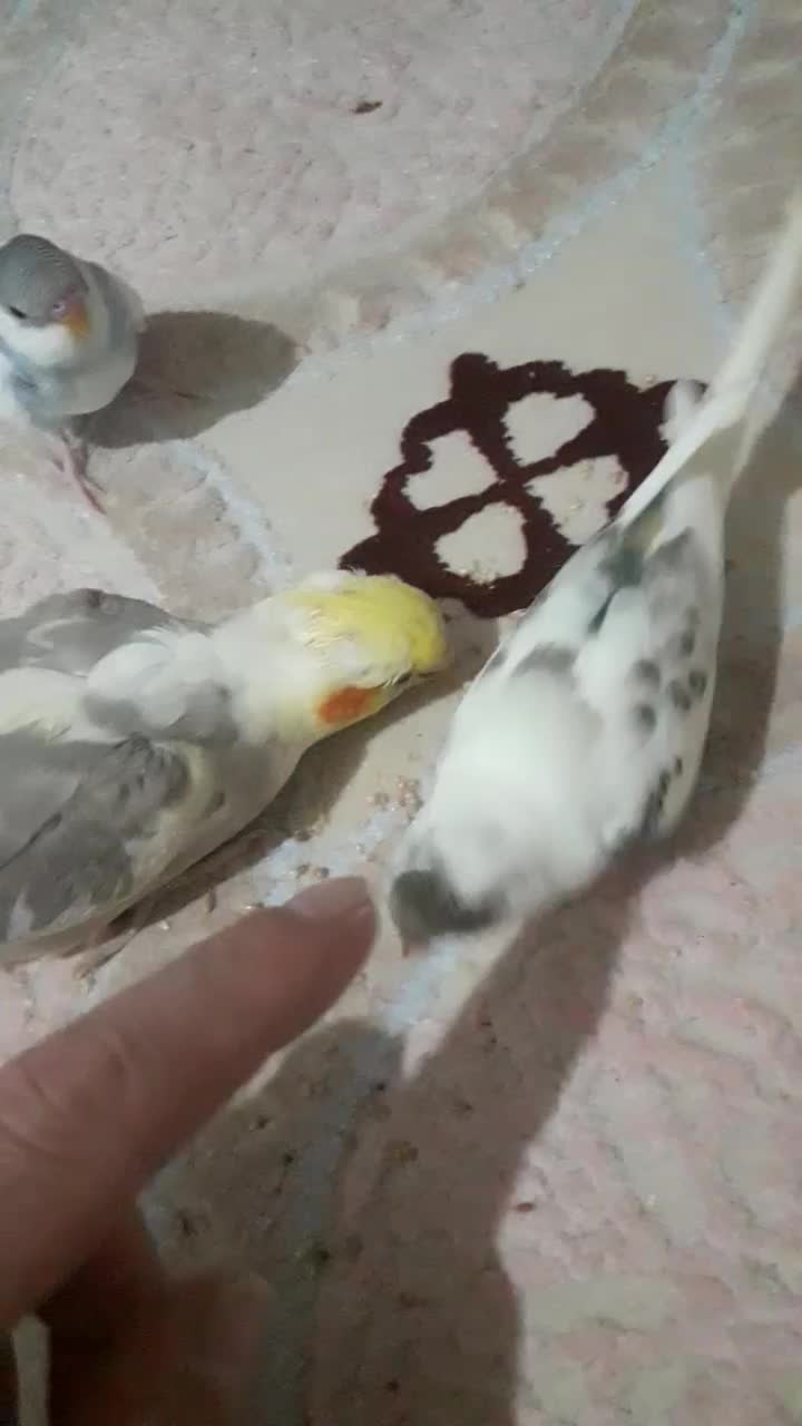 فونیکس|پرنده|رشت, استقامت ۲|دیوار