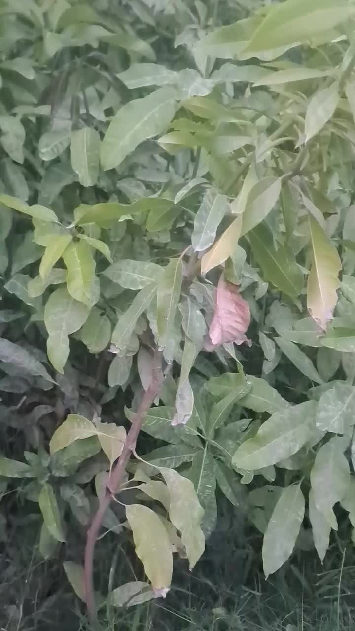 نهال انبه|گل و گیاه طبیعی|قصرقند, |دیوار