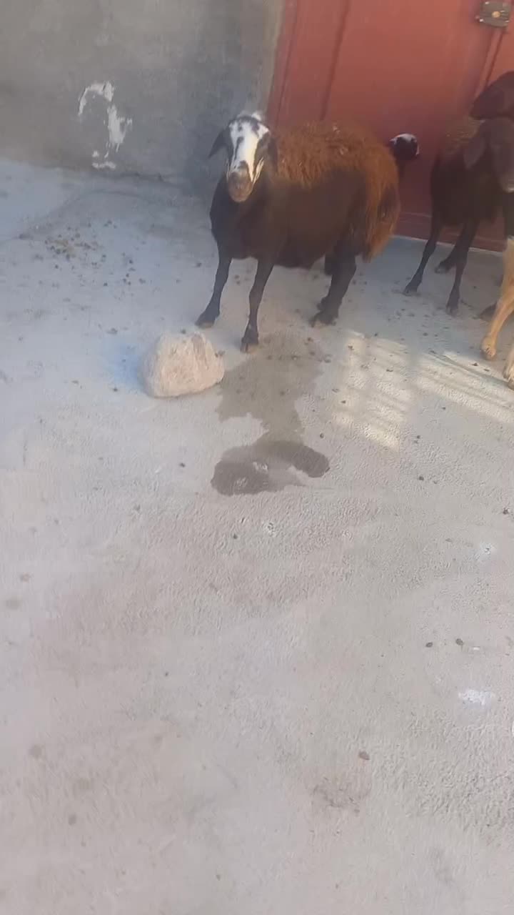 ۶راس شیشک ۴ تا میش جوان|حیوانات مزرعه|شیروان (لرستان), |دیوار