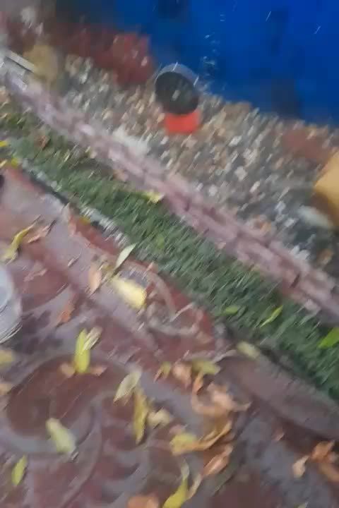 فروش بچه ماهی گوپی و مولی|ماهی|اهواز, بیست متری شهرداری|دیوار