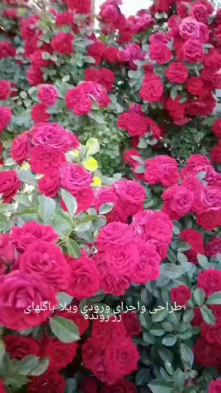 خدمات باغبانی.سمپاشی.علف زنی.هرس و قطع درختان|خدمات باغبانی و درختکاری|گنبد کاووس, |دیوار