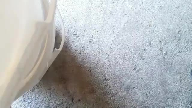 کفتر کبوتر|پرنده|فیروزآباد (فارس), |دیوار