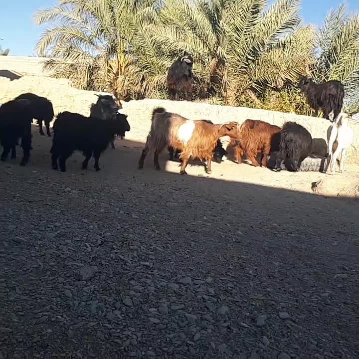 گله فروشی درمهرستان|حیوانات مزرعه|مهرستان, |دیوار