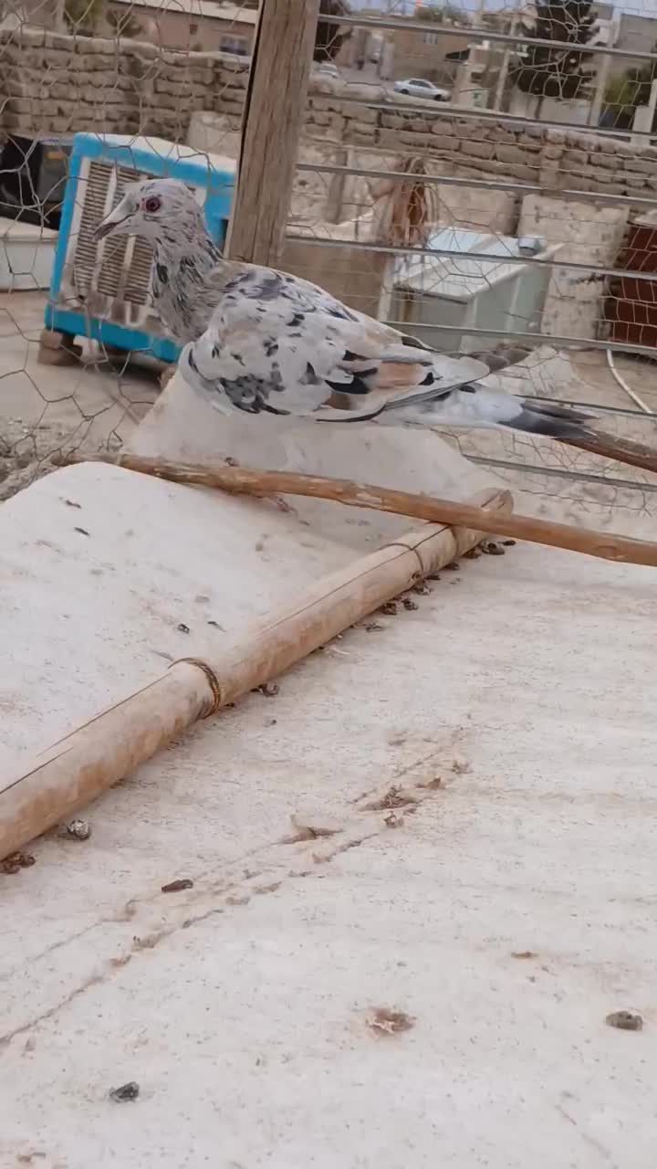 خطی مغلف|پرنده|اقبالیه, |دیوار